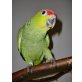 Superzahme Ecuadoramazone - männlich