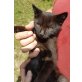 Surfer  kann im Internet surfen - Kater