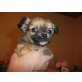 Suri, Chihuahua langhaariger Schlag Welpen - Hündin