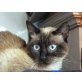 Suri, Siam - Katze