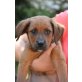 Surtur, Boxermischling, Boxermischling - Rüde