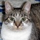 Susa, liebe - Katze