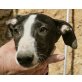Susan, Galgo Español Welpen - Hündin