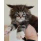Susan, Maine Coon - Katze