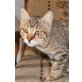 Susan, Mischling - Katze