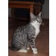 Susan - junge Katzendame sucht Zuhause, TSV - SOS Katze - Katze
