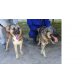 Susan und Mayra, Schäferhundmischlinge in der Tötung Notfall - Hündin