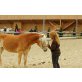 Susana, Haflinger - Stute