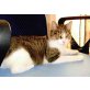 Suse, Hauskatze - Katze
