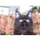 Suse, Maine Coon - Katze