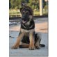 Susen, Deutscher Schäferhund Welpen - Hündin