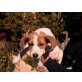 Susi, Beaglemischling Welpen - Hündin