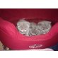 Susi, Britisch Kurzhaarkatze - Katze