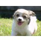 Susi, Chihuahua langhaariger Schlag Welpen - Hündin