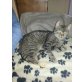 Susi, Die liebe Susi sucht nette Möhrchenspender - Katze