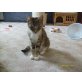 Susi, Europäische Kurzhaarkatze - Katze