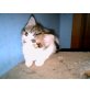 Susi, Europäische Kurzhaarkatze - Katze