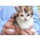 Susi, Hauskatze - Katze