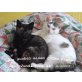 Susi , Hauskatze - Katze