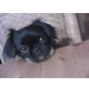 Susi, Pekinese-Pinscher - Hündin