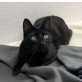 Susi, Pflegestelle in 85659 Forstern - Katze