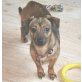 Susi, Pinscher-Mischling - Hündin
