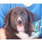 Susi, Schäferhund Border Collie Mix Welpen - Hündin