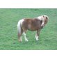 Susi, Shetland Pony - Stute