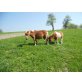 Susi, Shetland Pony - Stute