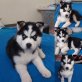 Susi, Siberian Husky Welpen - Hündin