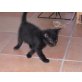 Susi, Strassenkatze - Katze
