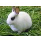 Susi, Strolchi und Co, Zwergkaninchen Babies
