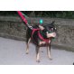 Susi, Zwerg Pinscher - Hündin