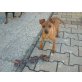 Susi, Zwergpinscher Welpen - Hündin