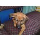 Susi, terrierrusselmix Welpen - Hündin