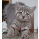 Susi und Strolch, süße Hauskätzchen - Kater