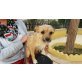 Suso  Kleiner Mann sucht seine liebe Familie, Terrier Mix - Rüde