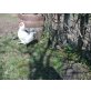 Sussex - weiblich