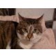 Suzi, Europäische Kurzhaarkatze - Kater