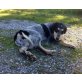Suzi, Kleine Suzi sucht Zuhause Welpen - Hündin