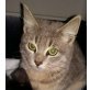 Suzi, Pflegestelle in 68723 Plankstadt - Katze