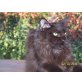 Suzie Q & Sissi, Maine Coon - Katze