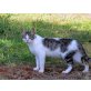 Suzie, sucht ihr Traumzuhause - Katze
