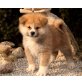 Suzume, Akita Inu Welpen - Hündin