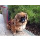 Suzy, Pekinese - Hündin