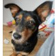Svantje, Dackel-Terrier-Mischlingshündin - Hündin