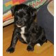 Svenja, Joy, Kira, Amigo, Kromfohrländer-Pudel Welpen - Hündin