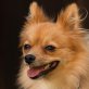 Sweet Cherry, Zwergspitz-Pomeranian-Mix - Hündin