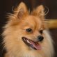 Sweet Cherry, Zwergspitz-Pomeranian-Mix - Hündin