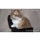 Sweet Emely, Britisch Langhaar - Katze